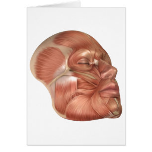 Anatomie des muscles de visage humain