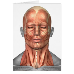 Anatomie Des Muscles Du Visage Et Du Cou Humains, 