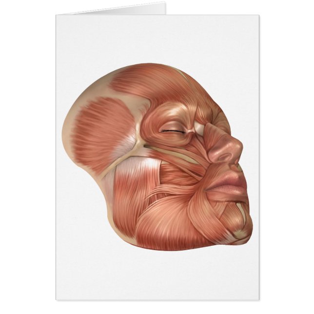 Anatomie Des Muscles Du Visage Humain (Devant)