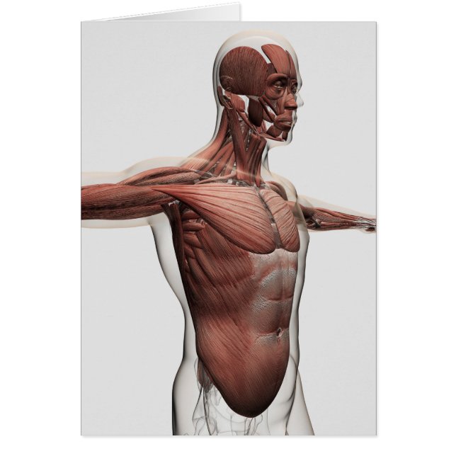 Anatomie Des Muscles Masculins Dans Le Corps Supér (Devant)