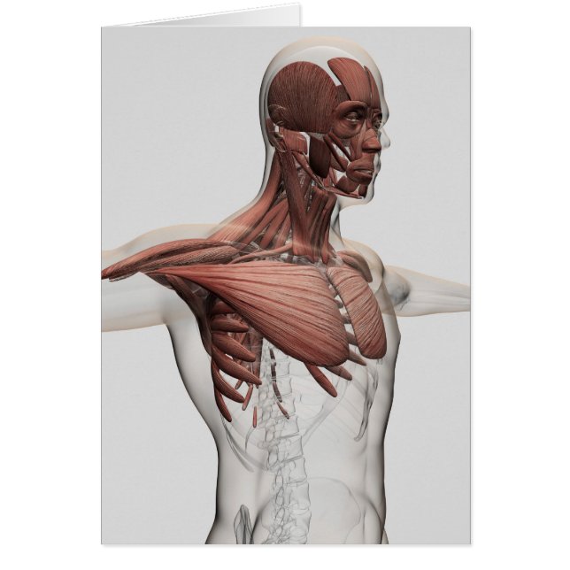 Anatomie Des Muscles Masculins Dans Le Corps Supér (Devant)