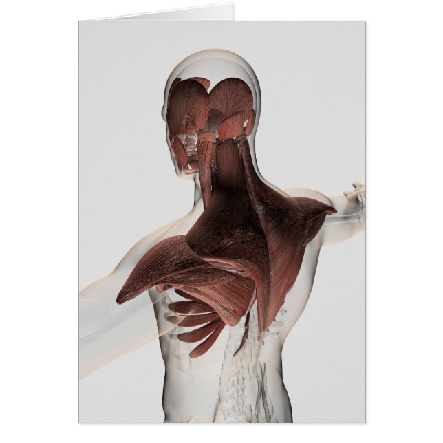 Anatomie Des Muscles Masculins Dans Le Corps Supér (Devant)