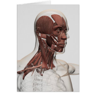 Anatomie des muscles masculins de massage facial