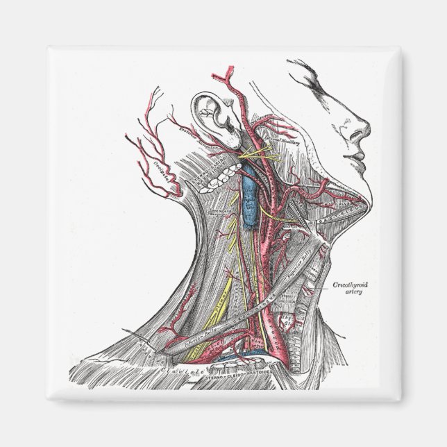 Anatomie des Necks Magnet (Vorne)