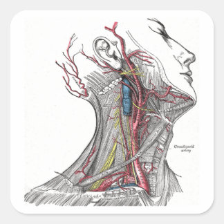 Anatomie des Necks Quadratischer Aufkleber
