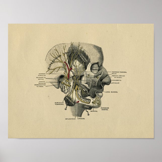 Anatomie des nerfs faciaux humains 1902 Impression (Devant)