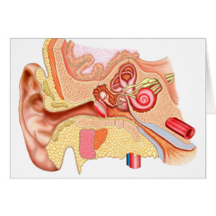 Anatomie Des Oreilles Humaines