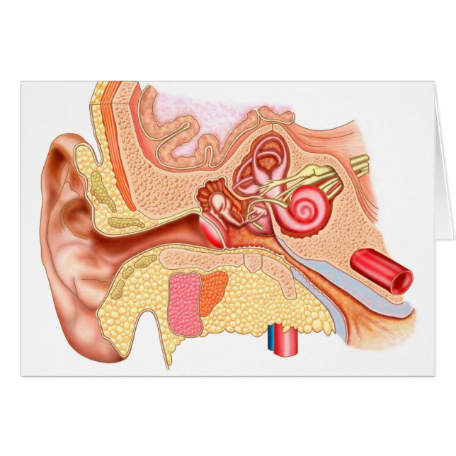 Anatomie Des Oreilles Humaines (Devant horizontal)