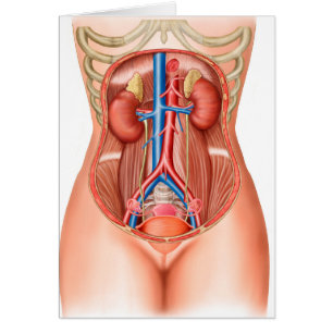 Anatomie Des Organes Humains