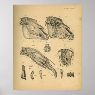 Anatomie des Pferdes 1908 Vintag Poster
