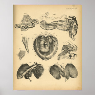 Anatomie des Pferdes 1908 Vintag Poster