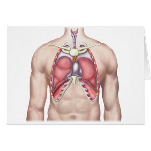 Anatomie des poumons humains in situ
