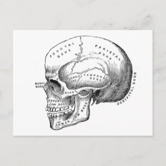 Anatomie des Schädels Postkarte