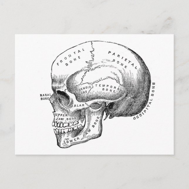 Anatomie des Schädels Postkarte (Vorderseite)