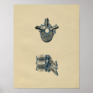 Anatomie des vertèbres humaines 1902 Impression Vi