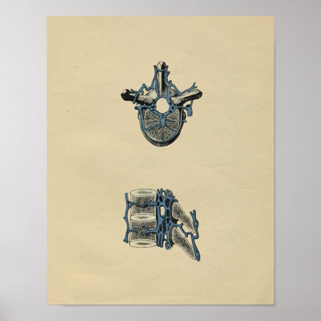 Anatomie des vertèbres humaines 1902 Impression Vi (Devant)