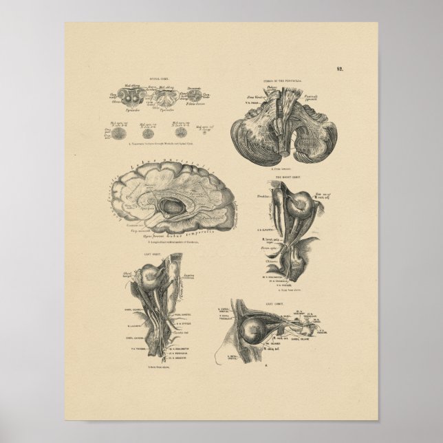Anatomie des Vintagen Gehirns 1880 Print Poster (Vorne)