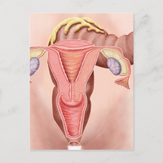Anatomie des weiblichen Fortpflanzungssystems 2 Postkarte (Vorderseite)