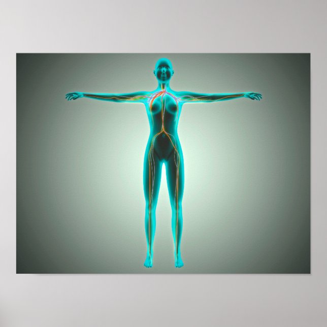 Anatomie des weiblichen Körpers mit Arterien und V Poster (Vorne)