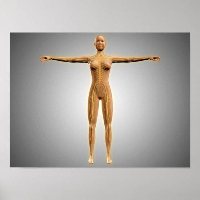 Anatomie des weiblichen Körpers mit dem Nervensyst Poster (Vorne)