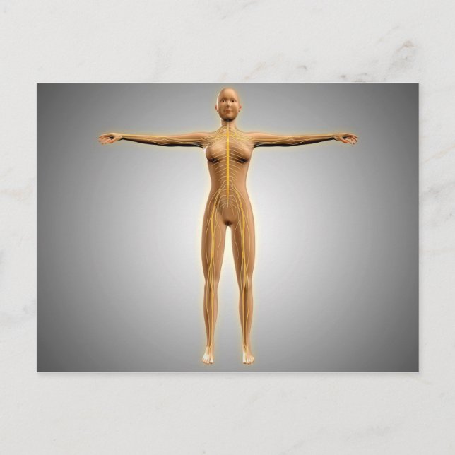 Anatomie des weiblichen Körpers mit dem Nervensyst Postkarte (Vorderseite)