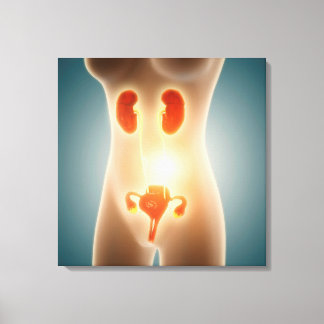 Anatomie des weiblichen Körpers mit Fortpflanzungs Leinwanddruck