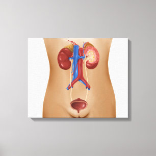 Anatomie des weiblichen urinausscheidenden Systems Leinwanddruck