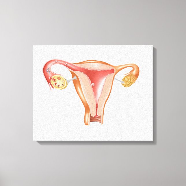 Anatomie des weiblichen Uterus 1 Leinwanddruck (Vorderseite)
