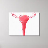 Anatomie des weiblichen Uterus 2