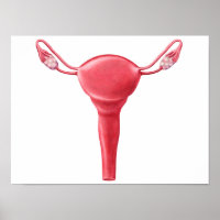 Anatomie des weiblichen Uterus 2