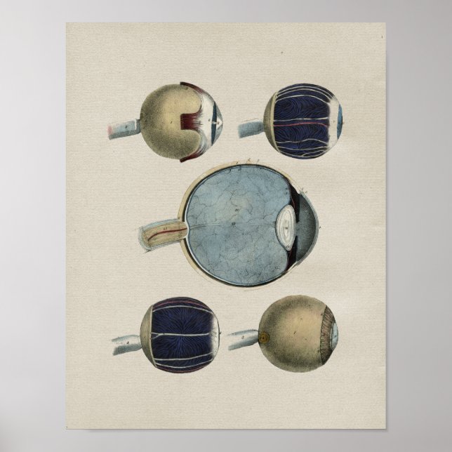 Anatomie des yeux humains Impression Vintage (Devant)