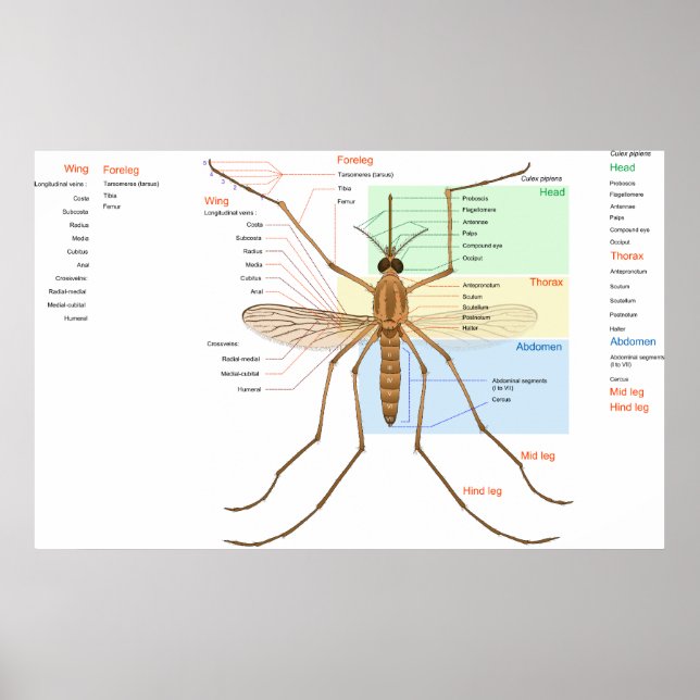 Anatomie Diagramm eines Moskito Culex Pipiens Poster (Vorne)
