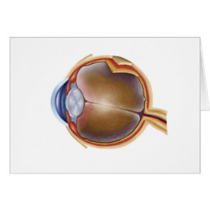 Anatomie d'oeil humain