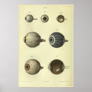 Anatomie-Druck des menschlichen Augen-1866 Poster