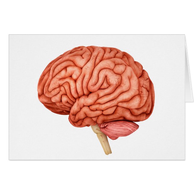 Anatomie Du Cerveau Humain, Vue Secondaire 2 (Devant horizontal)