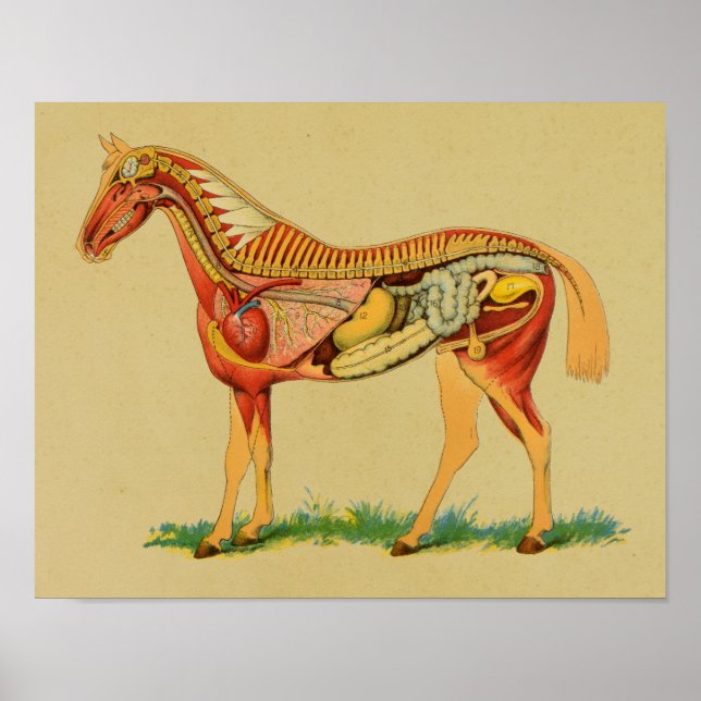 Anatomie du cheval 1905 Impression Vintage (Devant)