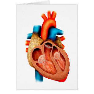 Anatomie Du Coeur Humain, Section Transversale