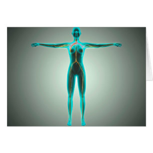 Anatomie Du Corps Féminin Avec Artères Et Veines