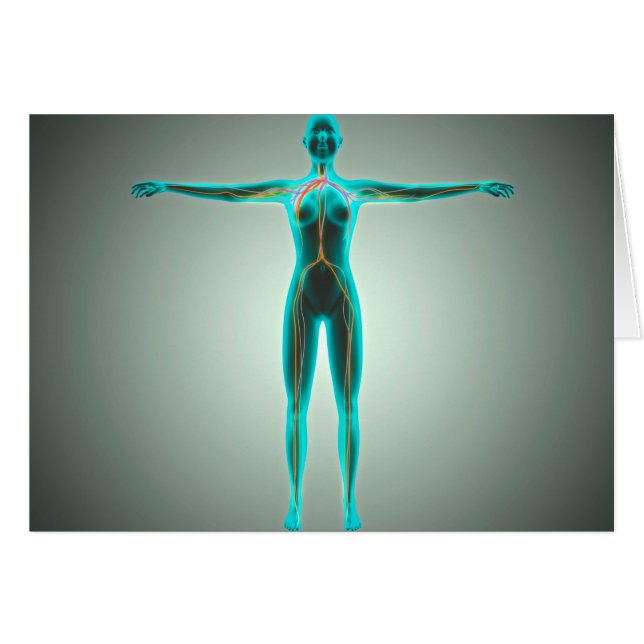 Anatomie Du Corps Féminin Avec Artères Et Veines (Devant horizontal)