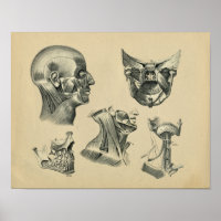 Anatomie du cou de la tête humaine 1902 Impression