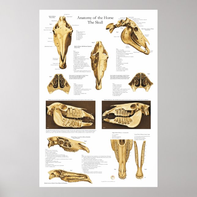 Anatomie du crâne du cheval Poster Anatomique (Devant)