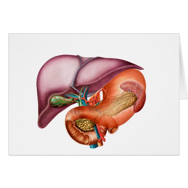 Anatomie Du Foie, Vue Antero-Viscérale (Devant horizontal)