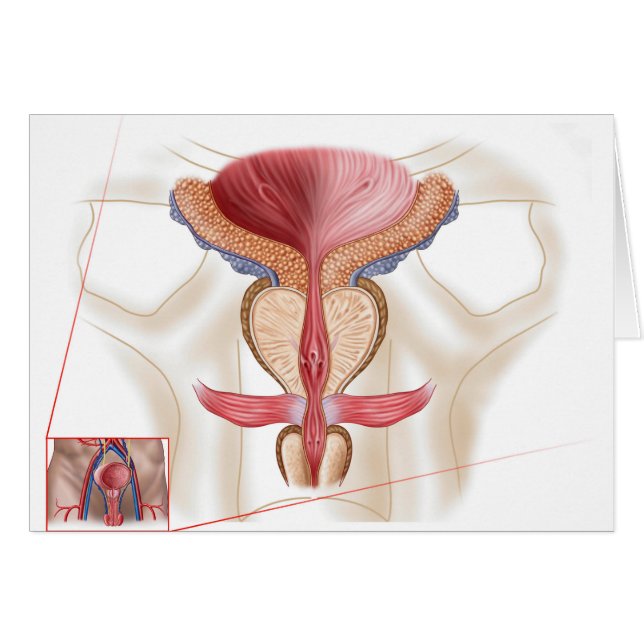 Anatomie Du Glande Prostate (Devant horizontal)