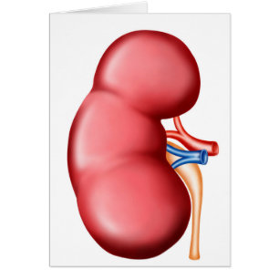 Anatomie Du Rein Humain