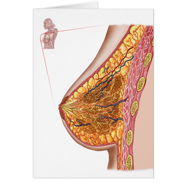 Anatomie Du Sein Féminin (Devant)