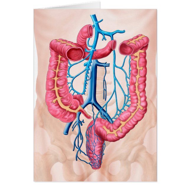 Anatomie Du Système De Veine Abdominale Humaine (Devant)