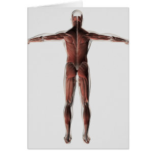 Anatomie du système musculaire masculin, vue
