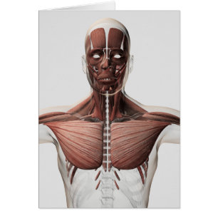 Anatomie Du Système Musculaire Masculin, Vue latér