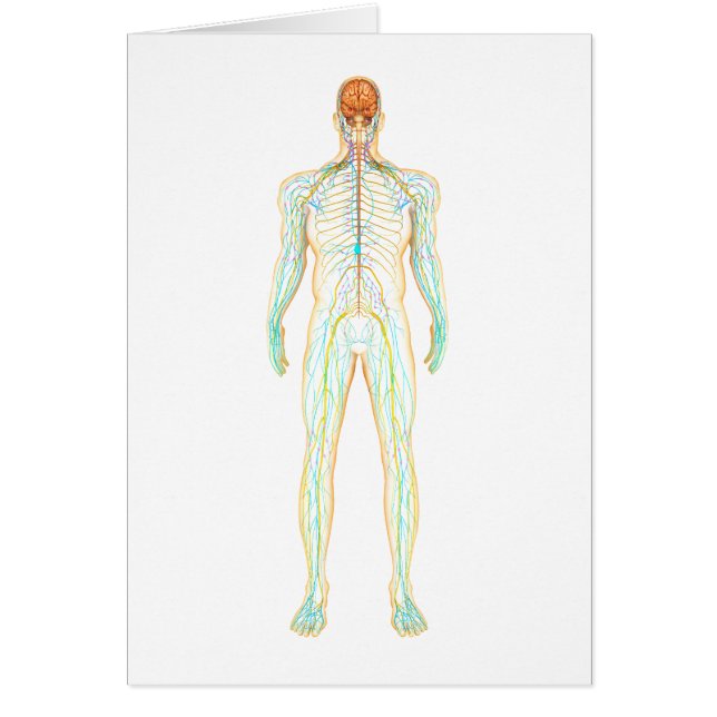 Anatomie Du Système Nerveux Et Lymphatique Humain (Devant)