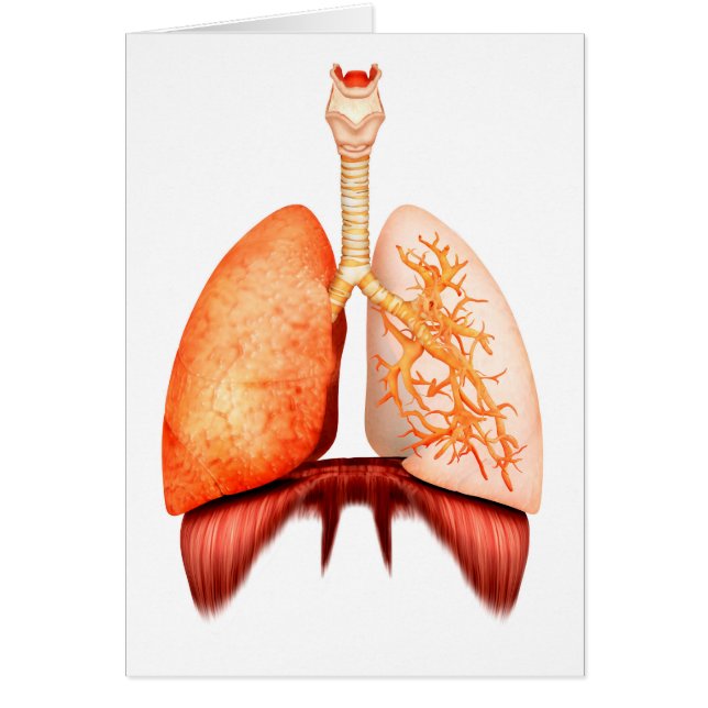 Anatomie Du Système Respiratoire Humain, Vue Avant (Devant)
